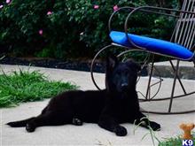 german shepherd puppy posted by Yosemite _Shepherds